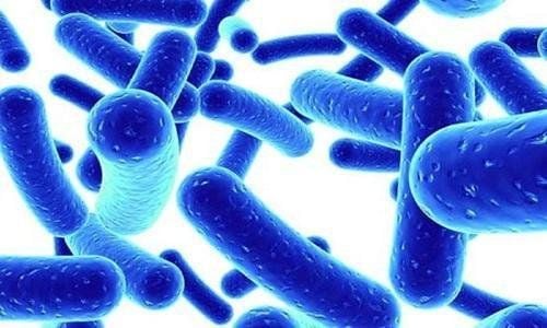 Abatinex Contains Lactobacillus Acidophilus to Help Restore Gut Bacteria Balance