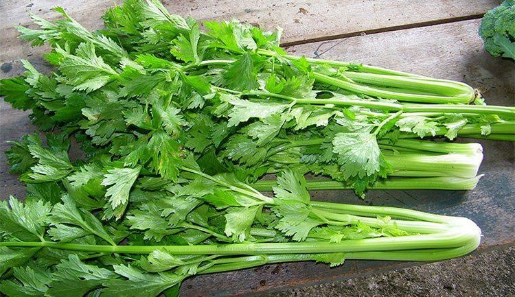 Celery can cause loss of milk
