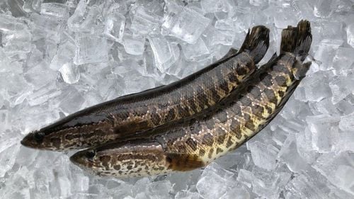 Nutritional composition of snakehead fish