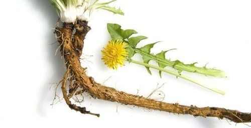 Dandelion root is one of the common liver supplements