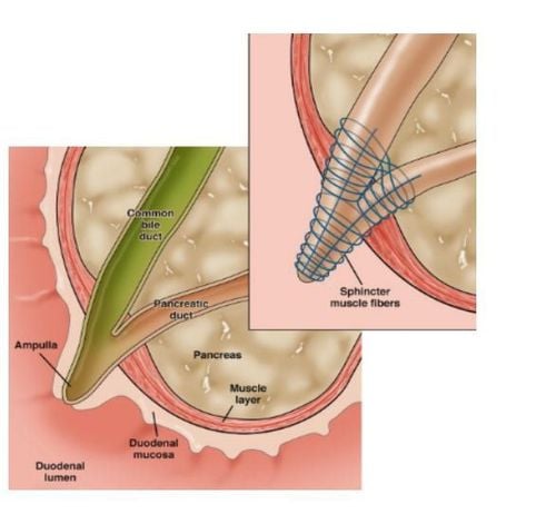  Medications and techniques used to treat sphincter of Oddi dysfunction