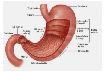 Image 1: Anatomy of the Stomach